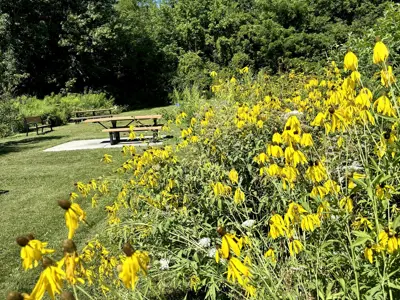 pollinator friendly flowers grow in a community garden 