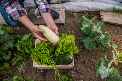 Person holding a vegetable in a garden