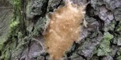 Light brownish material on tree bark