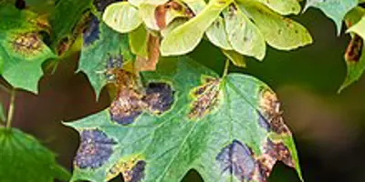 Green leaf with spots